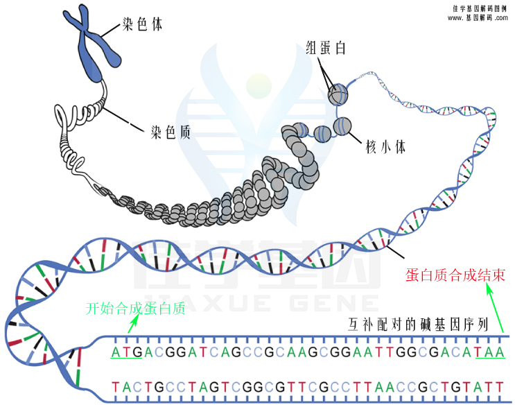 【佳學(xué)基因檢測(cè)】脊椎干骺端發(fā)育不良Kozlowski型基因解碼、<a href=http://m.touyanshe.cn/tk/jiema/cexujishu/2021/31933.html>基因檢測(cè)</a>報(bào)告看得懂嗎？