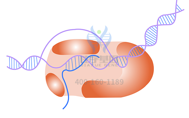 【佳學基因檢測】甲狀腺發(fā)育異常1基因解碼、<a href=http://m.touyanshe.cn/tk/jiema/cexujishu/2021/31933.html>基因檢測</a>報告時間是一樣的嗎？