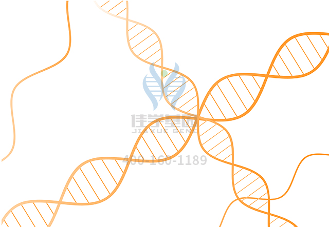 【佳學基因檢測】常染色體隱性羊毛狀發(fā)1有或無稀毛癥基因解碼、<a href=http://m.touyanshe.cn/tk/jiema/cexujishu/2021/31933.html>基因檢測</a>怎么預約解讀？