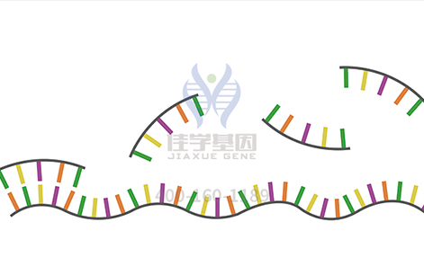 <b>【佳學(xué)基因檢測】如何選擇不同的視網(wǎng)膜色素變性基因檢測項目？</b>